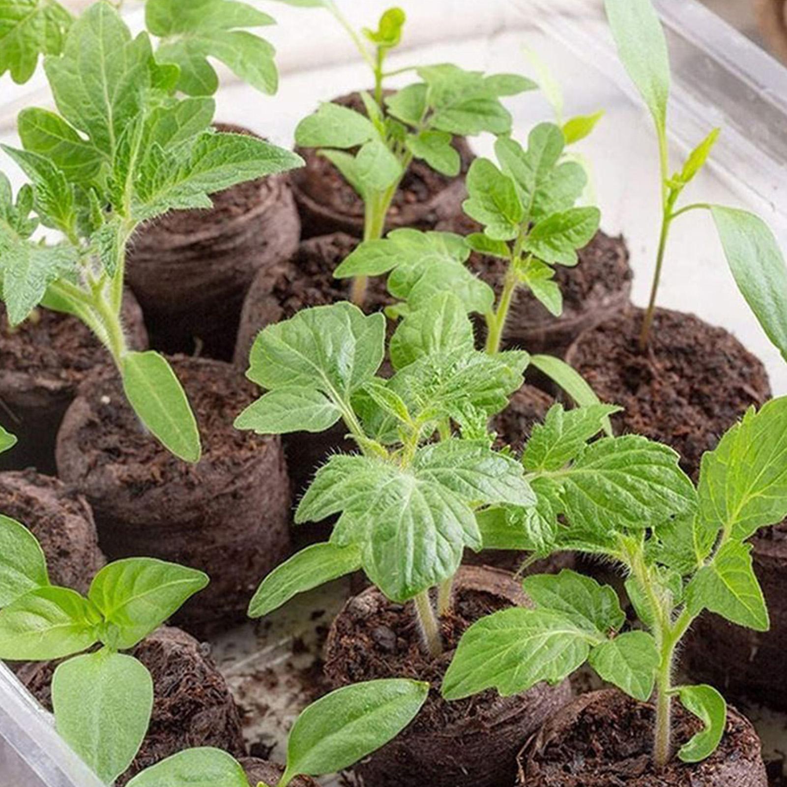 Peat Pellets 100 Piece Potting - Peat Pellet Tray recensione e prezzo