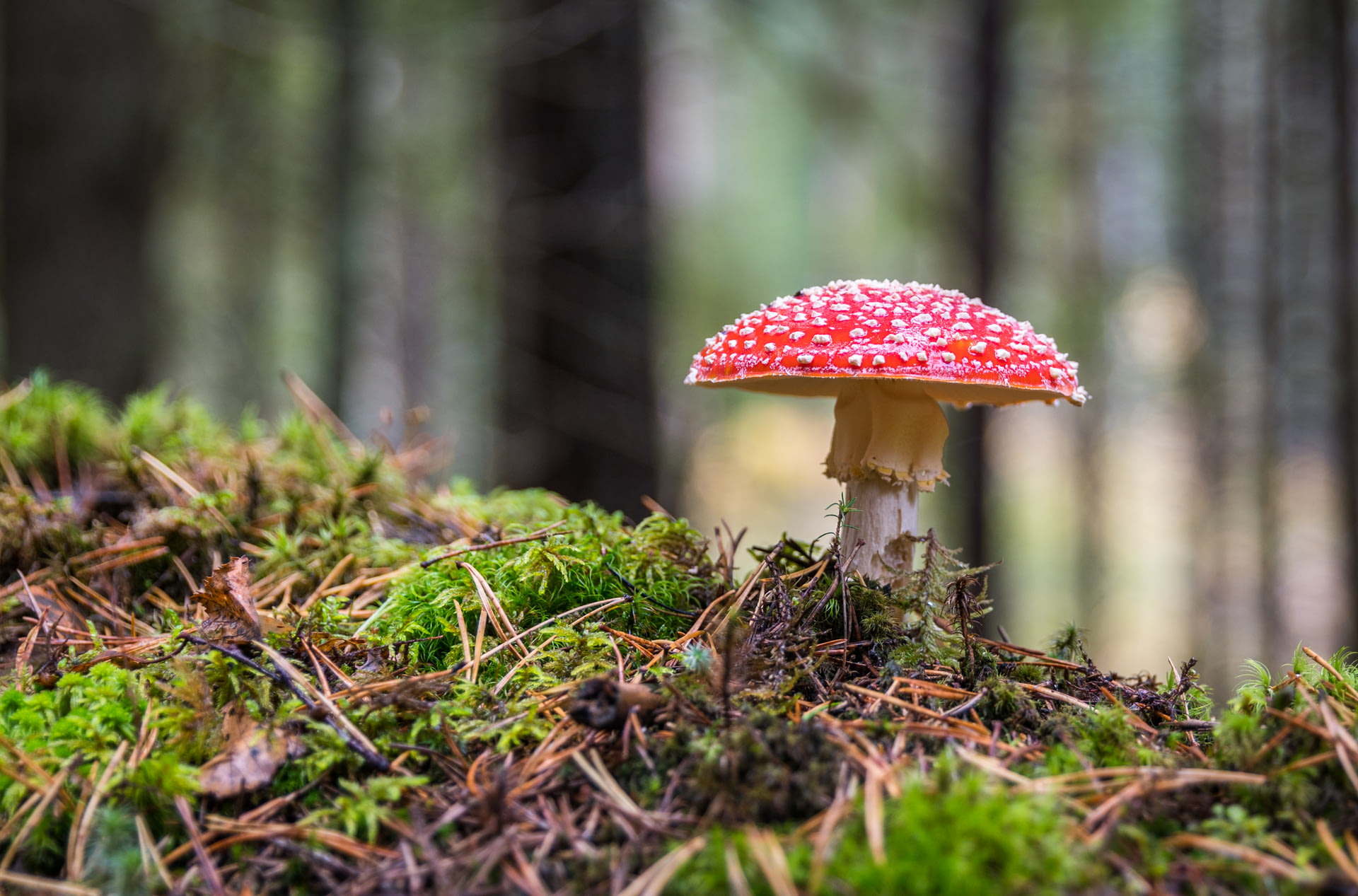 Artificial Fake Moss, Craft Mo - Sphagnum Moss Dry recensione e prezzo