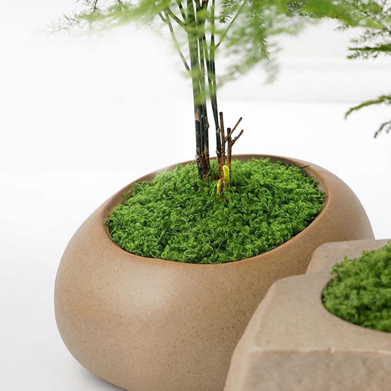 50/200g Artificial Moss For De - Sphagnum Moss Dry recensione e prezzo