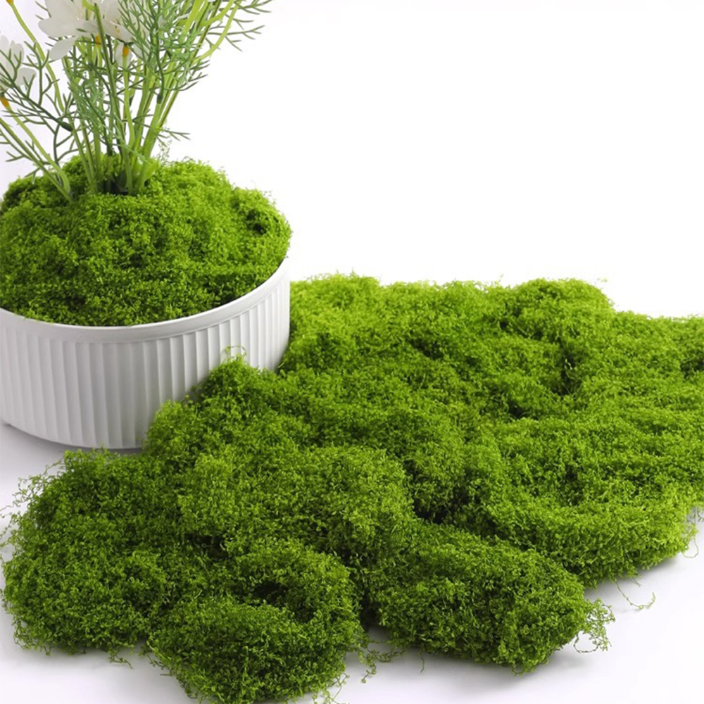 20/40/100g Eternal Life Moss D - Sphagnum Moss Dry recensione e prezzo