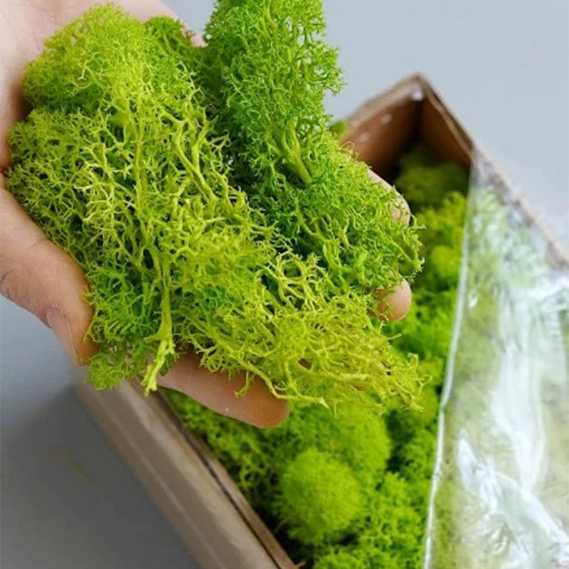 20/40/100g Eternal Life Moss D - Sphagnum Moss Dry recensione e prezzo