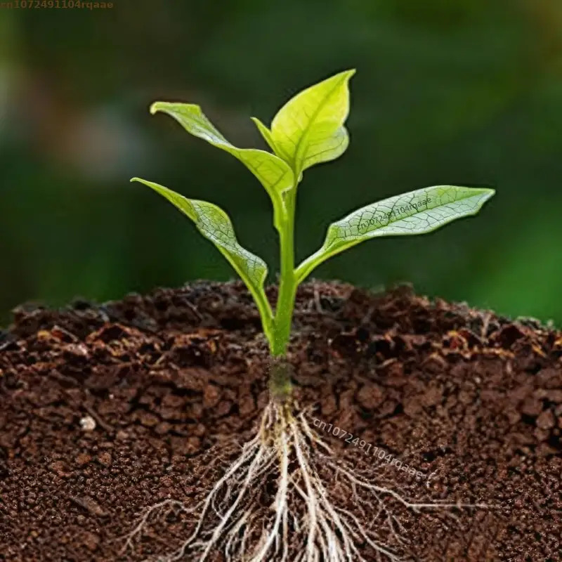 Plant Rooting Powder Indole Bu - Rooting Hormone Powder recensione e prezzo