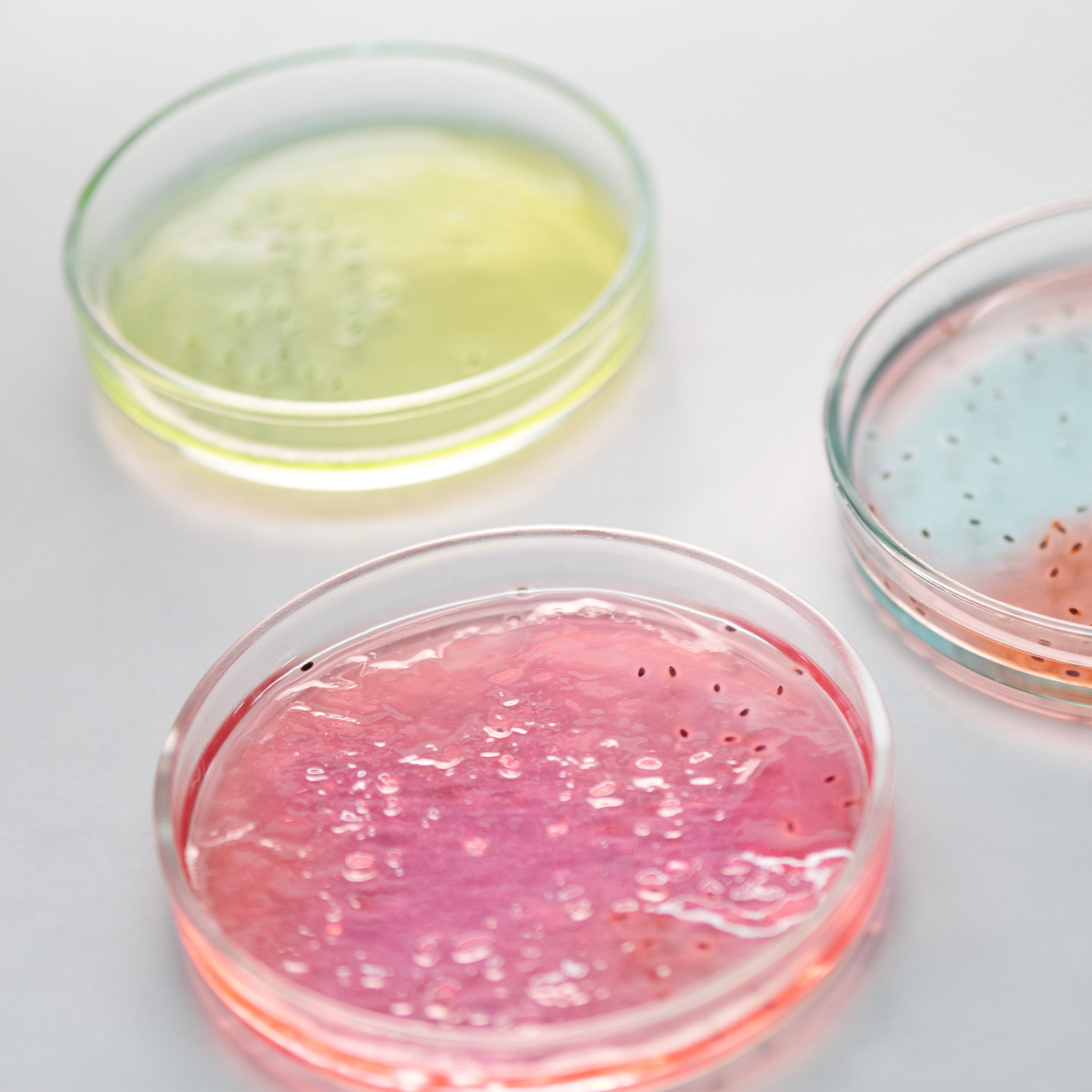 Glass Petri Dish Laboratory Us - Agar Tissue Culture recensione e prezzo