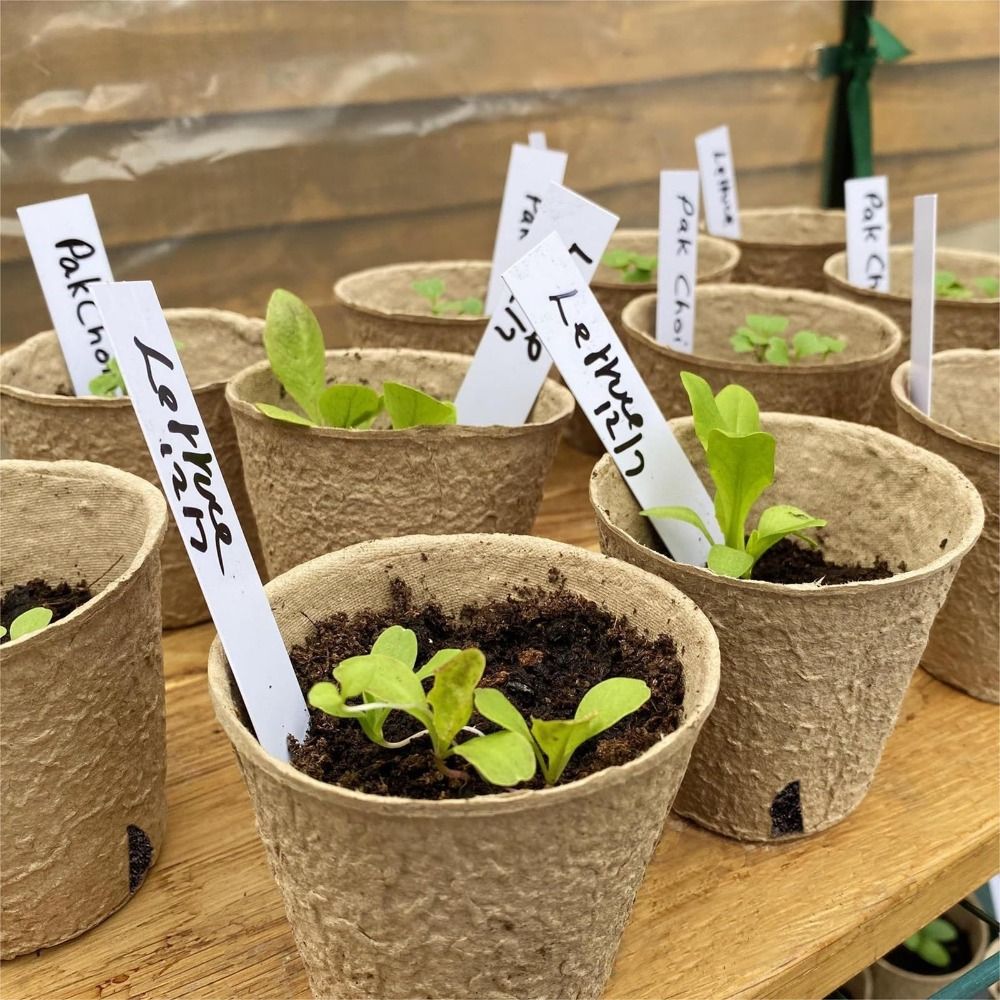 50PCS Biodegradable Plant Star - Peat Pellet Tray recensione e prezzo