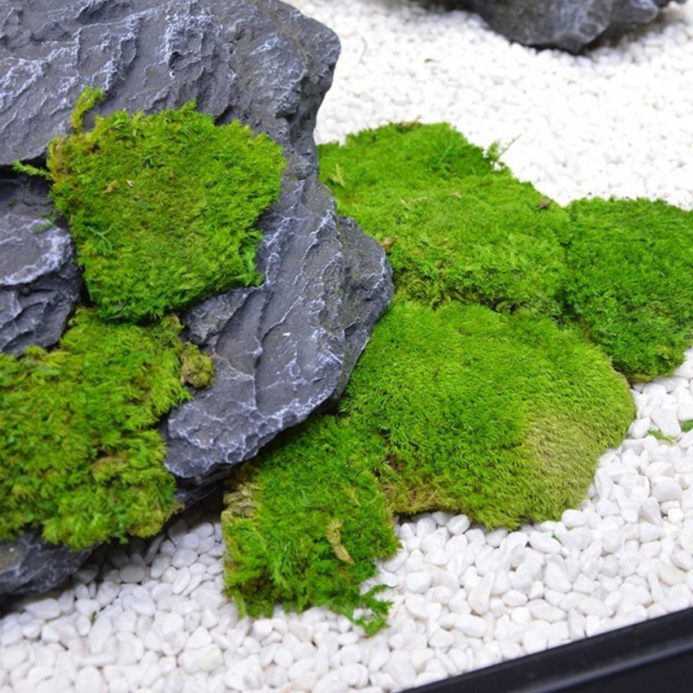 20/80g Eternal Life Moss Grass - Sphagnum Moss Dry recensione e prezzo