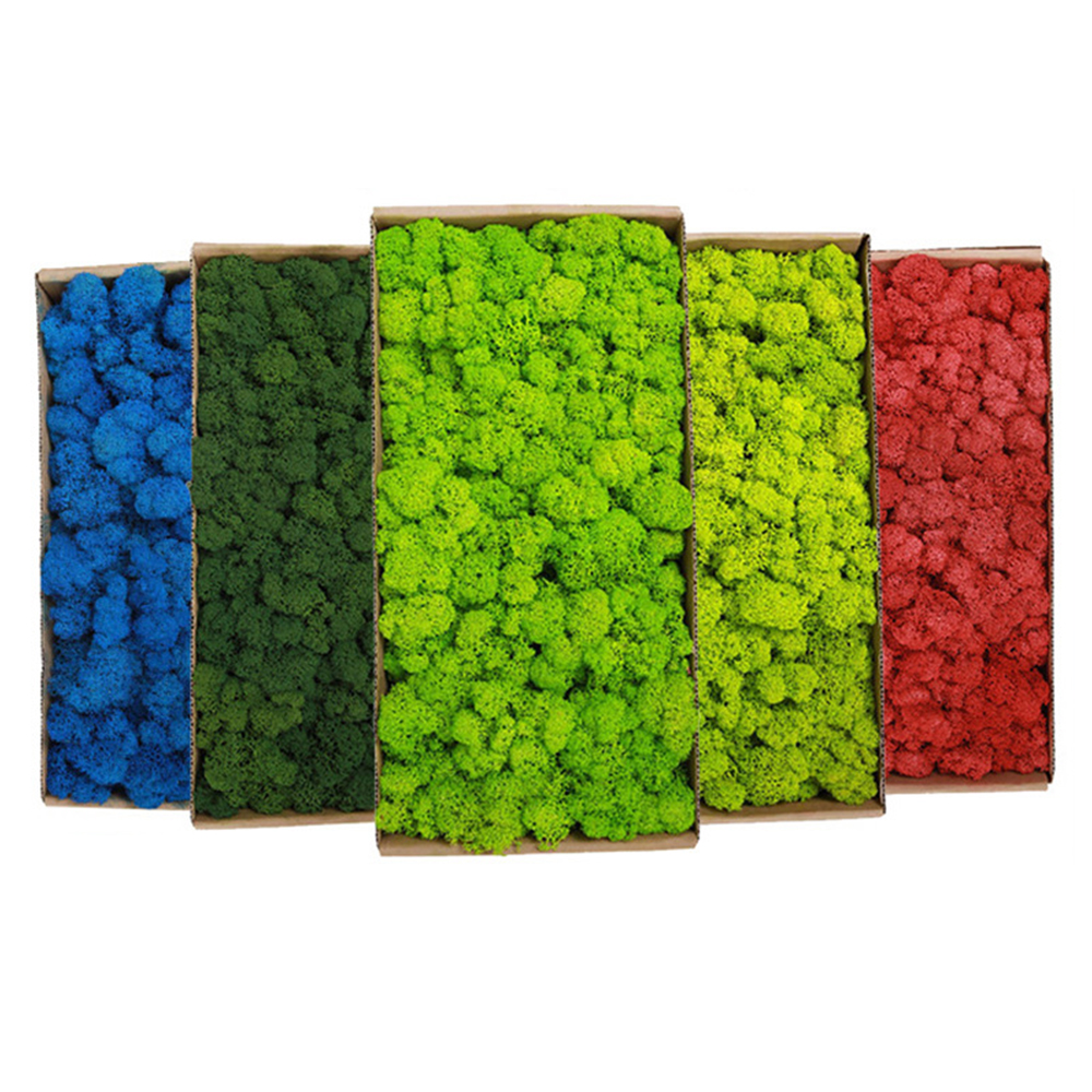 20/80g Eternal Life Moss Grass - Sphagnum Moss Dry recensione e prezzo