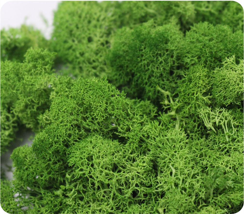 Artificial Plant Eternal Life  - Sphagnum Moss Dry recensione e prezzo
