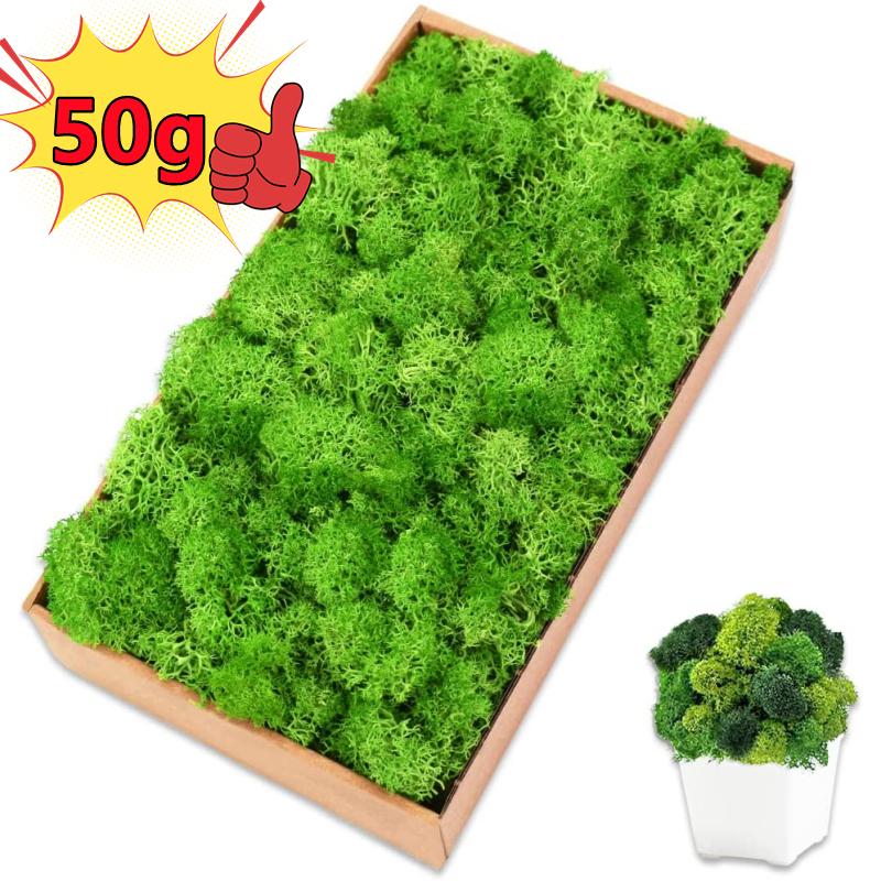 New 50/30/10g Artificial Green - Sphagnum Moss Dry recensione e prezzo