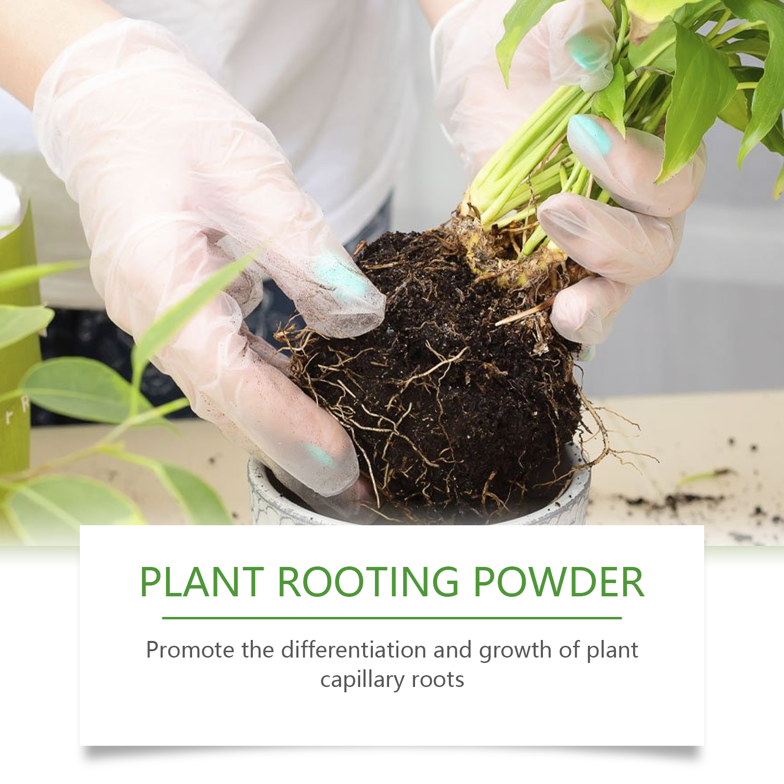 100g Plant Rooting Powder for  - Rooting Hormone Powder recensione e prezzo